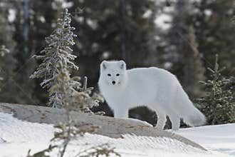 Arctic fox in white winter coat with small tree in the foreground