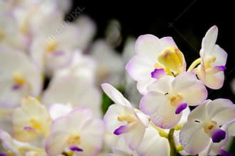 Beautiful orchid flower .Orchids close up, Purple Vanda Orchid W