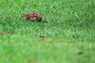 Eurasian woodcock