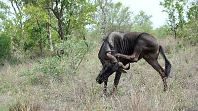 Wildebeest with itchy back