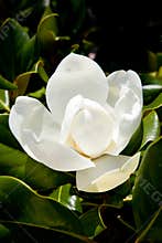 Magnolia