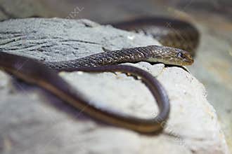 Mozambique sandsnake