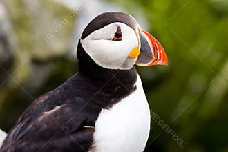 Atlantic Puffin