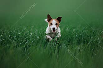 Dog Jack Russell Terrier running on the grass