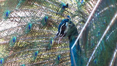 Dancing Peacock