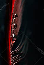 Beautiful large dew drops or rain on the poultry feather closeup