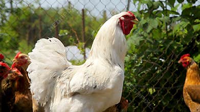 Free range chickens roam the yard on a farm