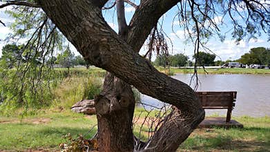 Face on the tree