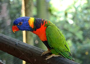 Rainbow lorikeet on perch
