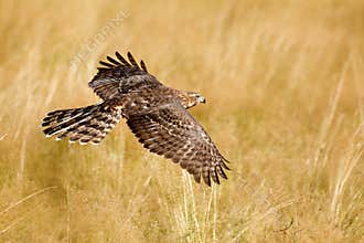 Flying bird of prey Goshawk, Accipiter gentilis, with yellow summer meadow in the background, bird in the nature habitat, action s