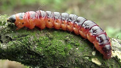 Goat moth Cossus cossus caterpillar, big red worm, eating bast