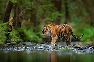 Amur tiger walking in river water. Danger animal, tajga, Russia. Animal in green forest stream. Grey stone, river droplet. Siberia