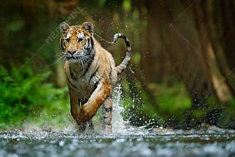 Amur tiger running in water. Danger animal, tajga, Russia. Animal in forest stream. Grey Stone, river droplet. Siberian tiger spla