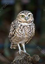 Athene noctua.