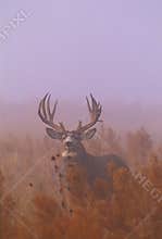 Mule Deer Buck in Fog