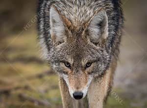 Coyote