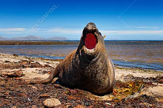 Elephant seal lying in water pond, dark blue sky, Falkland Islands. Wildlife scene from nature. Animal behaviour in habitat. Coast