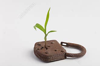 Lock plant