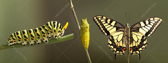 Transformation of common machaon butterfly emerging from cocoon