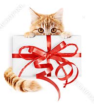 ginger cat and christmas gift package with red ribbon bow, isolated on white background