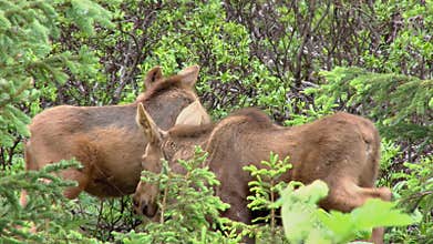 Moose calves in the woods