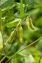 Healthy Green Soybeans
