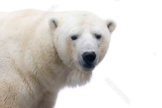 Polar bear