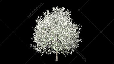 Tree growing and blossoming, timelapse seasoning, against black