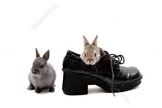 Two and a Shoe