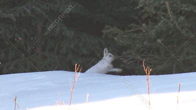 Snowshoe hare in snow covered forest