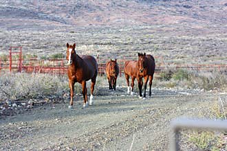 Horses walking the ranch in West Texas
