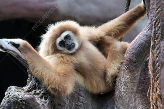 Gibbon