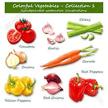 Colorful Vegetables - Collection 1 - Handpainted watercolor illustrations