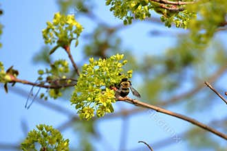 Maple Tree Blossoms