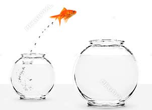 Goldfish jumping from small to bigger bowl