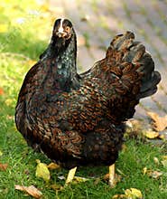 Hen Chicken