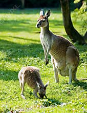 Kangaroo