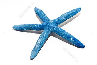 Starfish seashell
