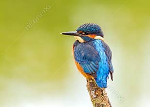 Common Kingfisher - Alcedo atthis sitting on a post.