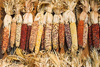 Autumn colored corn