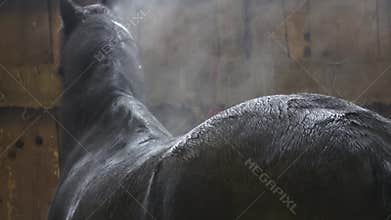 Black horse after training in arena. Wet fur of a Friesian horse.