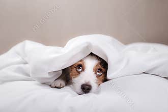 Dog in bed. Jack Russell Terrier