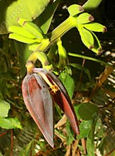 Growing bananas with banana flower and buds.