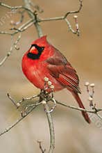Northern Cardinal