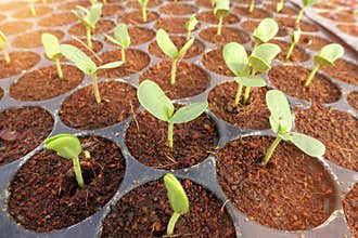 Growing organic vegetable farms