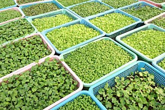 Growing organic vegetable farms