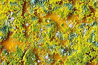 Microbiology background made of colonies