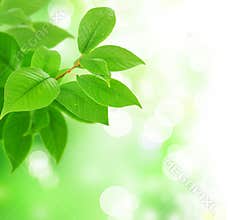 Fresh Green Leaves