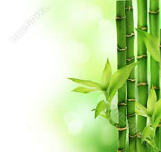 Bamboo