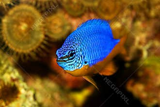 Azure damselfish Chrysiptera hemicyanea or saltwater aquarium fish